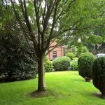 front garden with trees
