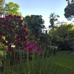 flowers growing alongside the grass in the garden